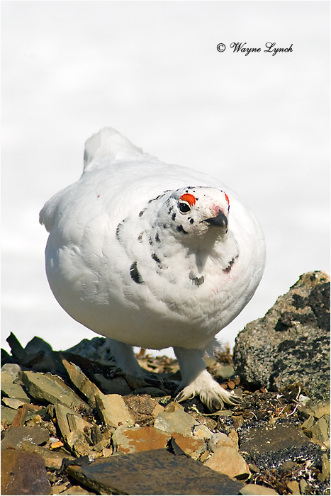 White-tailed Ptarmigan 106 by Dr. Wayne Lynch &copy;